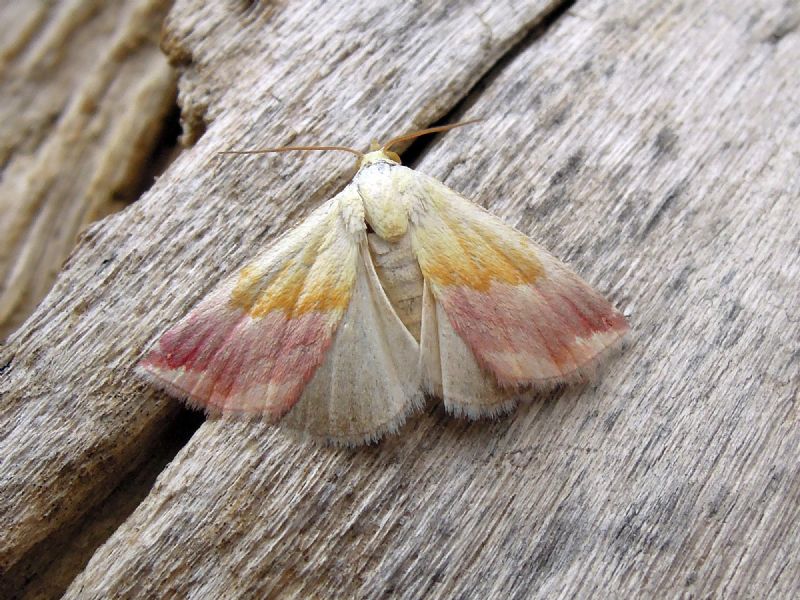 Eublemma purpurina (Erebidae)